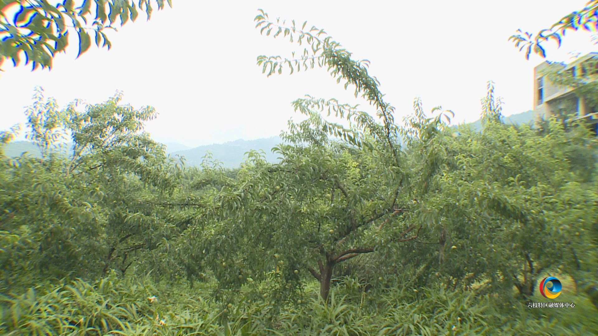6a2abc2fd1c2406e99aee259077c170d.jpg