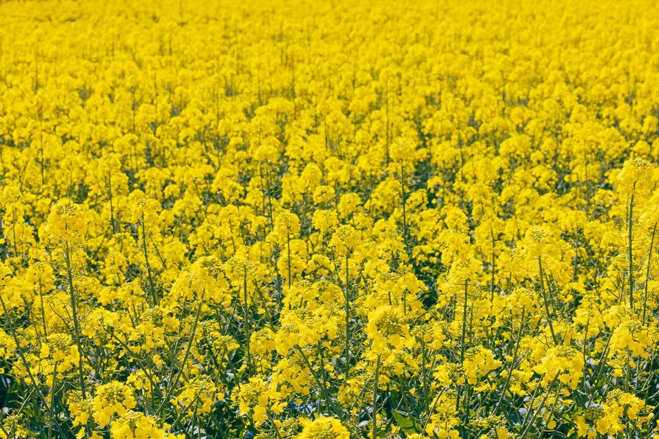 d61172e851a64fa08c1a34904535bc6b.png